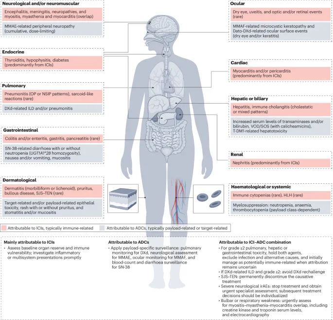 Gecombineerde ICI-ADC-therapie vereist gestructureerd toxiciteitsmanagement en uniforme rapportage