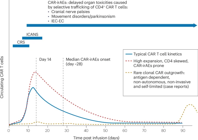 Nature Reviews Clinical Oncology: lymfoproliferatieve ziekten na CAR T-celtherapie in beeld gebracht